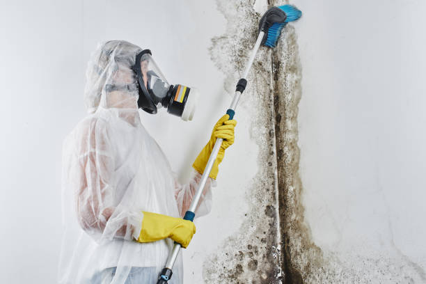 Best Commercial Mold Remediation in Thedral City, CA